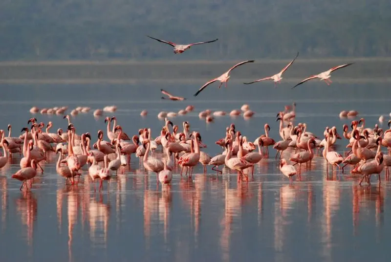 İzmir Kuş Cenneti'nde flamingolar